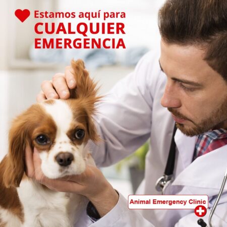 Animal emergency
